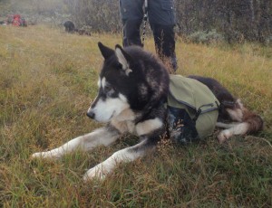 Akeela_RIP[1]