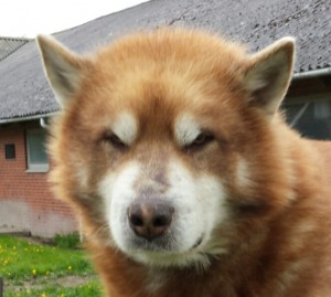 Drengene (2)