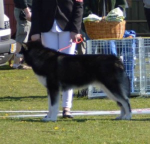 Pigerne (6)