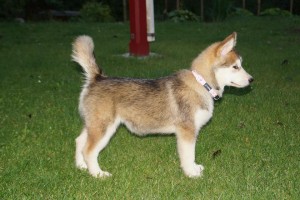 Pigerne (8)