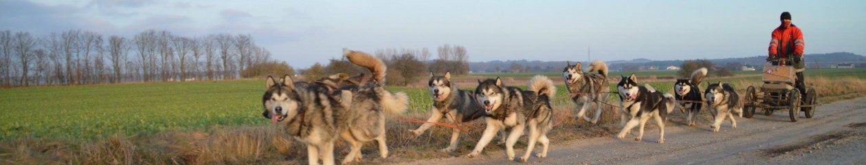 Kennel Snowcreek – opdræt af Alaskan Malamute