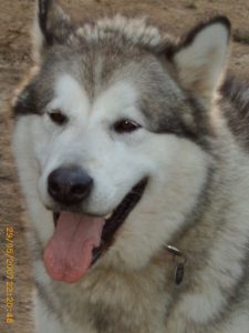 Balto (2)