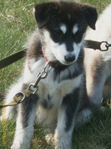 Akeela (2)