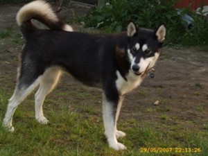 Akeela (3)