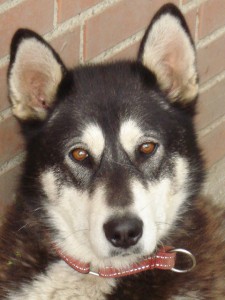 Akeela (5)