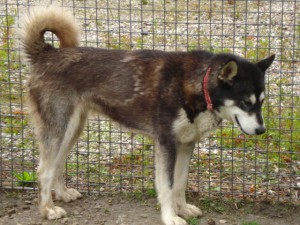 Akeela (6)