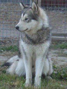 Aslan (4)