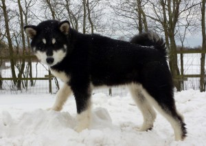 Chilli 3 mdr (1)
