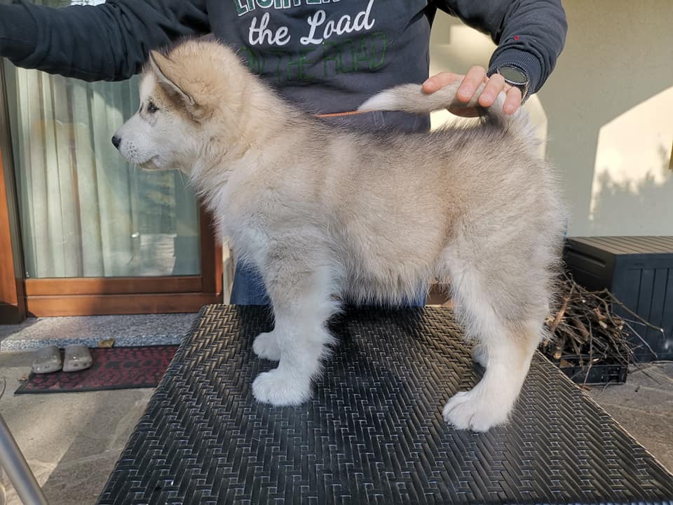 Django (1)