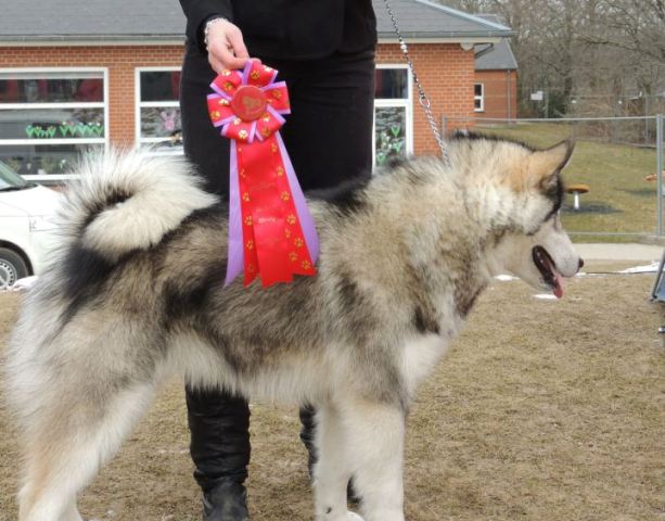 Balto