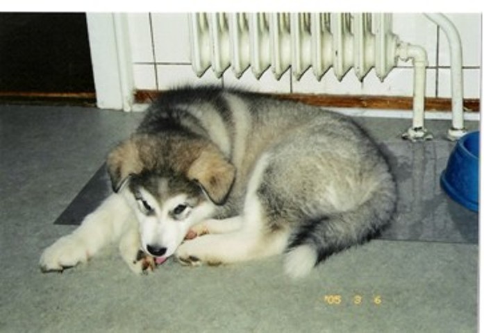 First Balto (2)