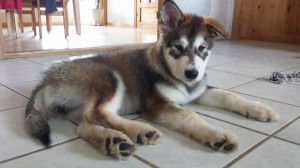 Gizmo 16 uger