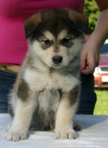 Gizmo 5 uger (2)