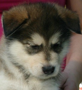 Gizmo 5 uger (3)