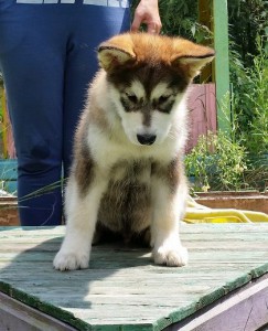 Gizmo 8 uger (2)