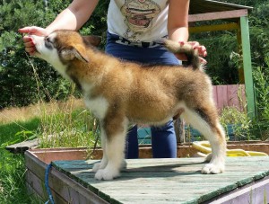 Gizmo 8 uger (3)