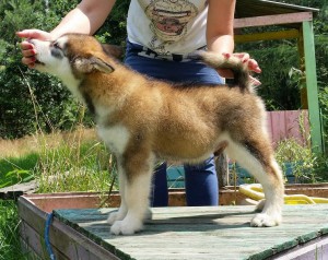 Gizmo 8 uger (4)