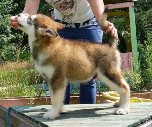 Gizmo 8 uger (5)