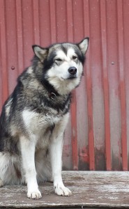 R.I.P Snowcreek Daring Hope ... Grå/hvid ...