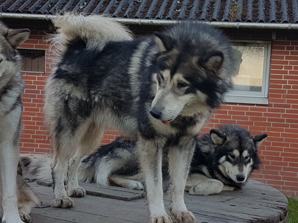 IB Anakin 1 year