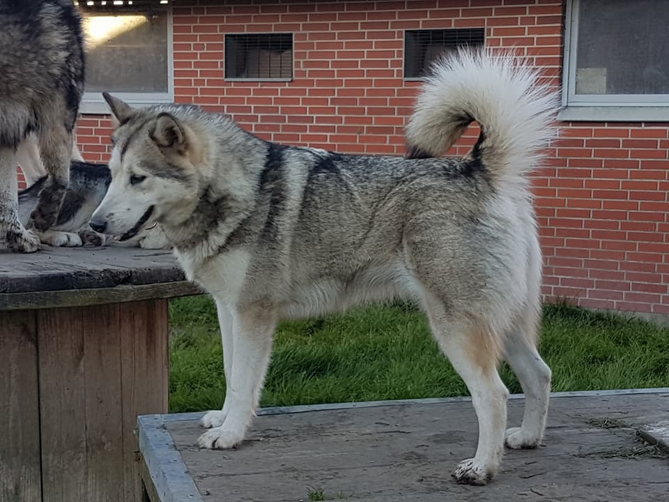 IB Leia 1 year