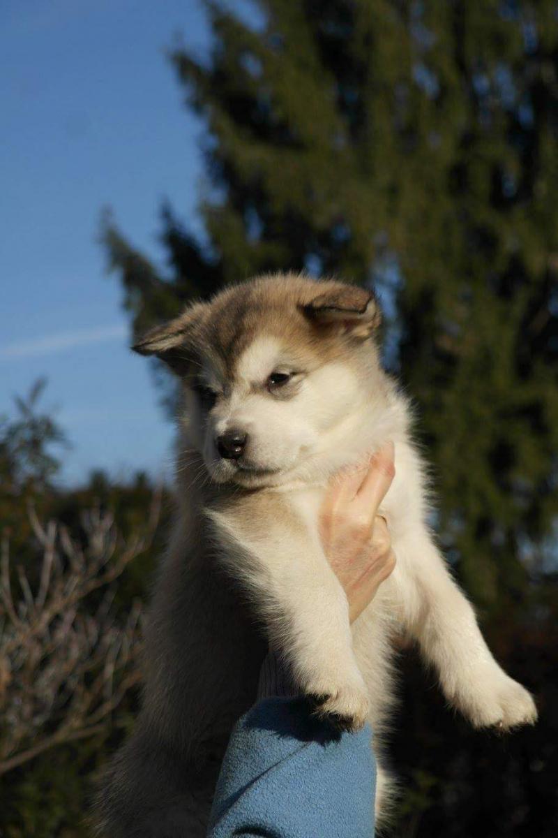Iza  (4)