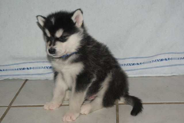 Kenzo 5 uger