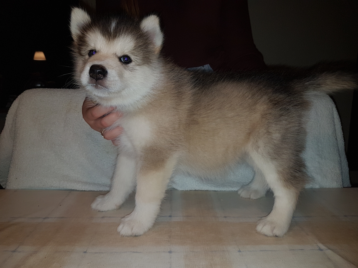 Lightning 6 Weeks (12)