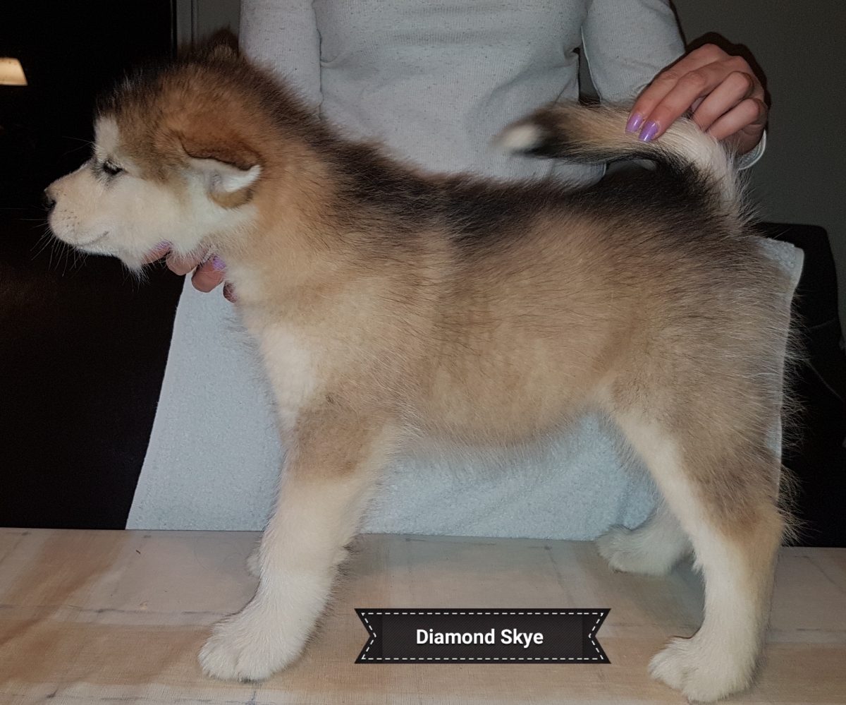 Lightning 7 weeks (15)