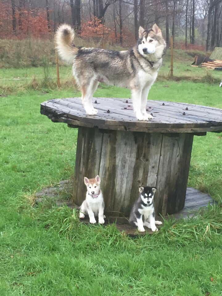 Lightning Skye og Pippi (hjem)