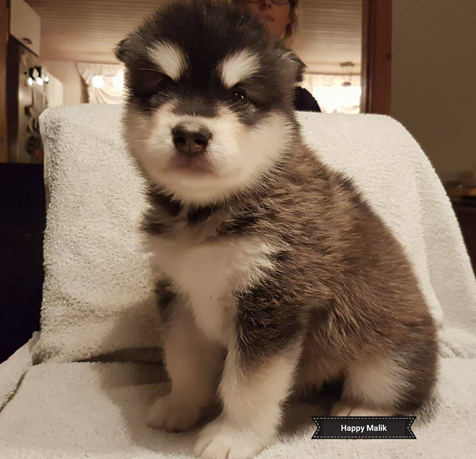 Lightning dreng 1 (4weeks)