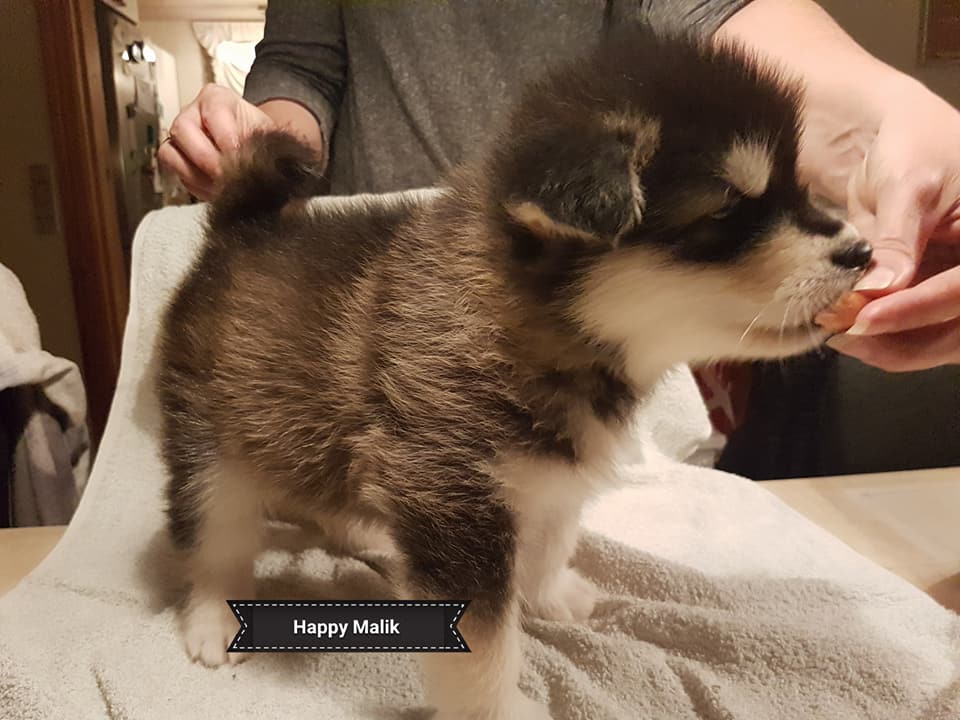 Lightning dreng 1 (5weeks)