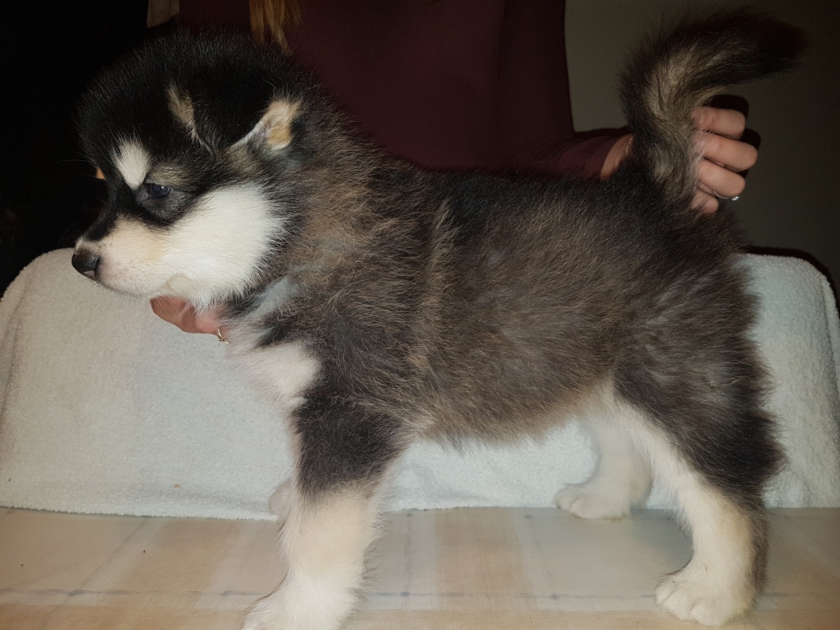 Lightning dreng 1 (6 Weeks) (1)