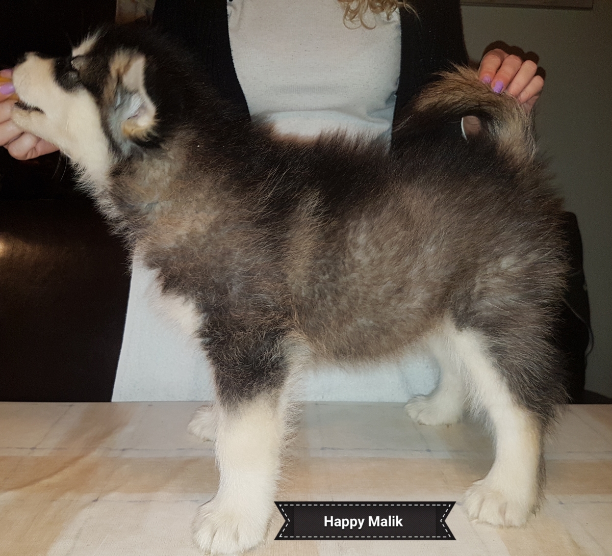 Lightning dreng 1 (7 weeks) (1)