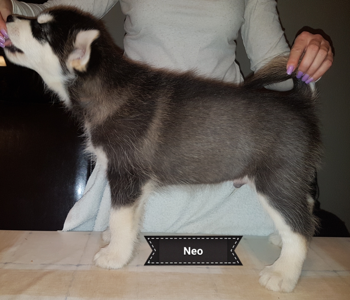 Lightning dreng 3 (7weeks) (2)