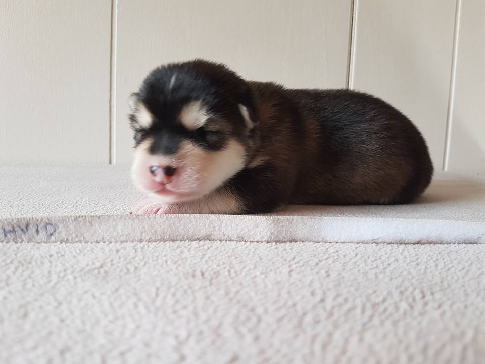 Lightning pige 1 (1week)