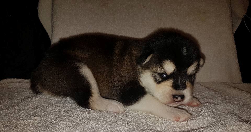 Lightning pige 1 (2weeks)