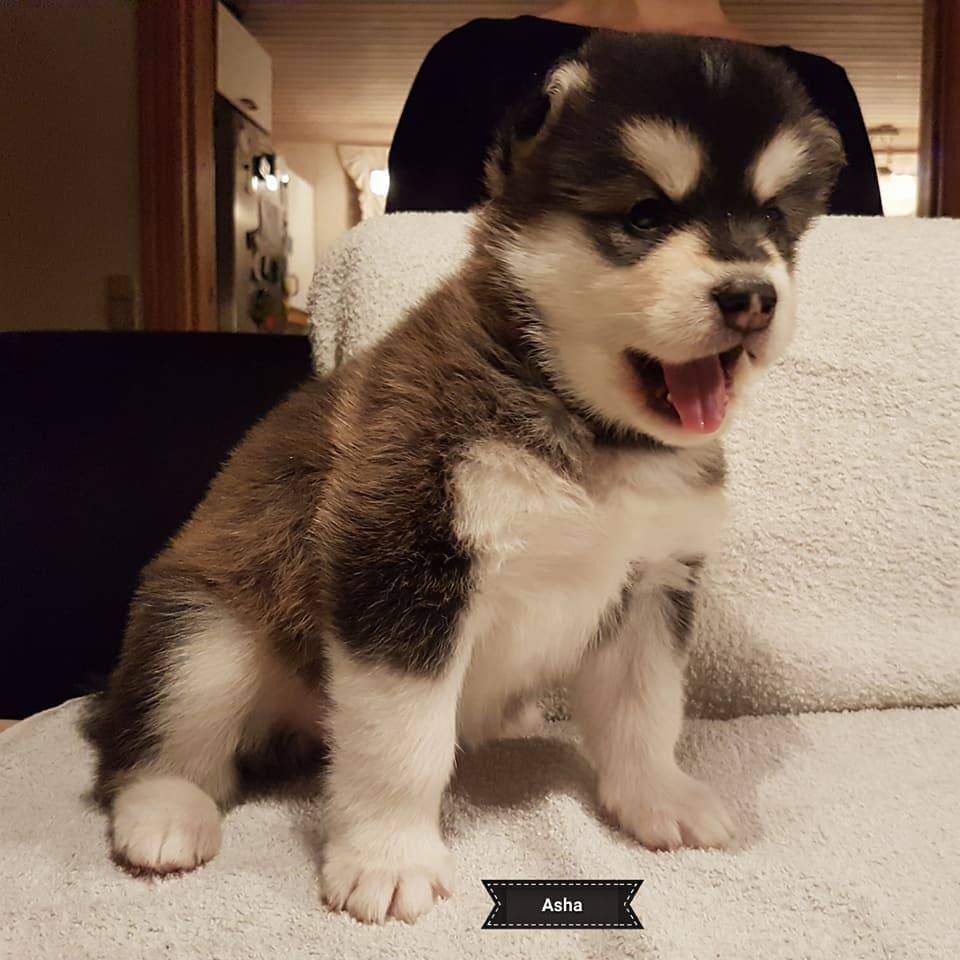Lightning pige 1 (4weeks)