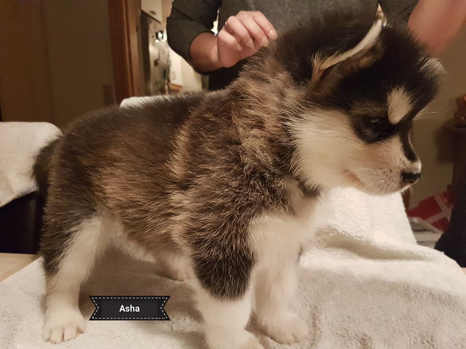 Lightning pige 1 (5weeks)