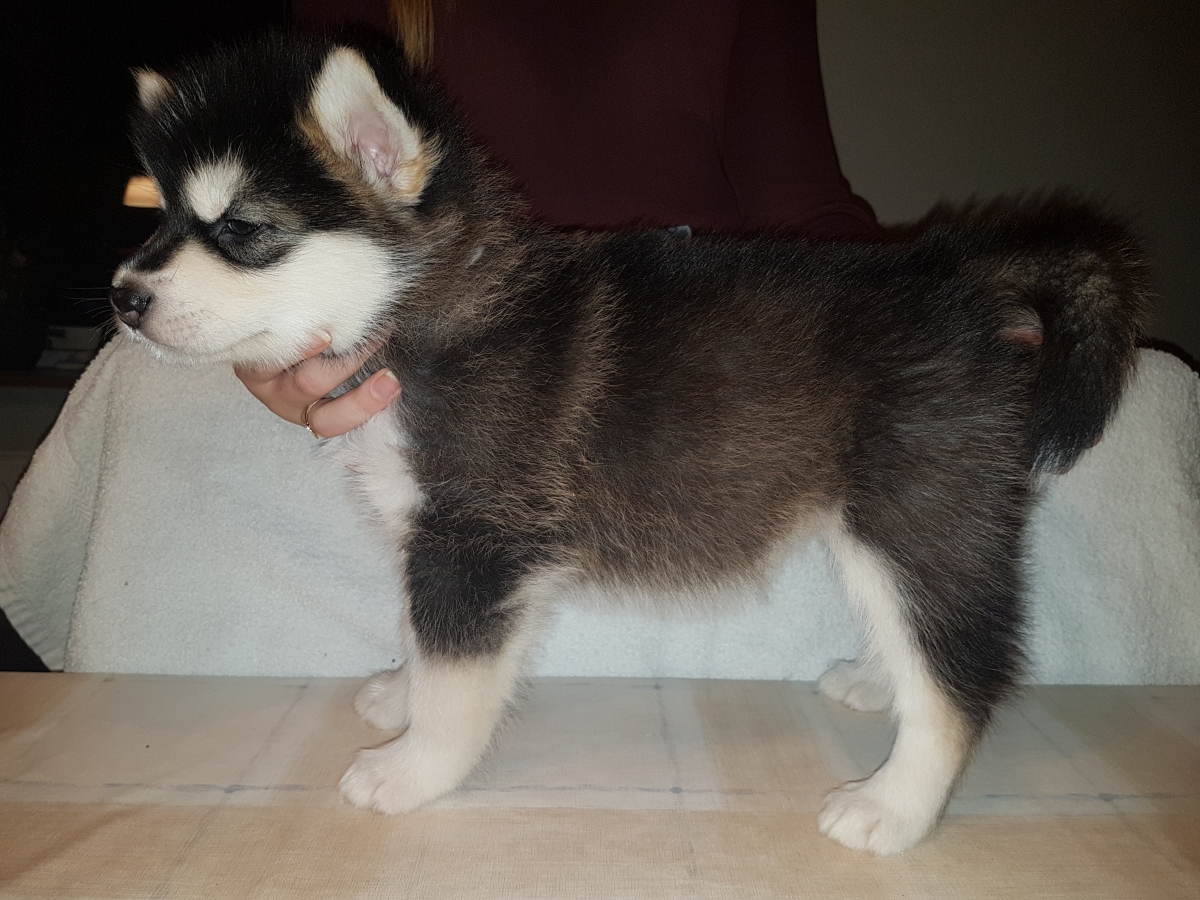 Lightning pige 1 (6Weeks) (1)
