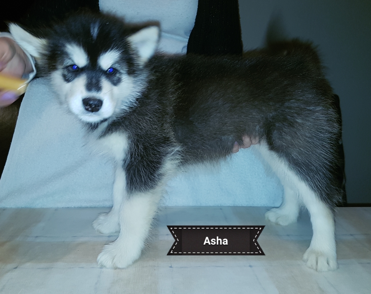 Lightning pige 1 (7 weeks) (1)