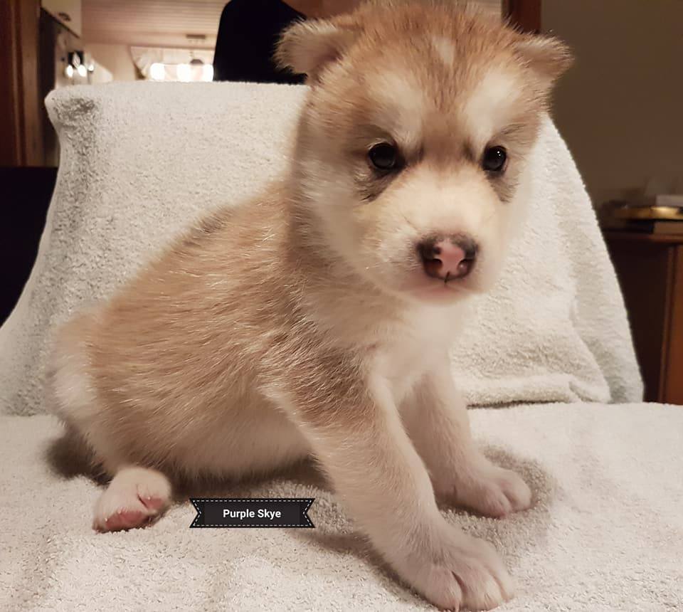 Lightning pige 2 (4weeks)