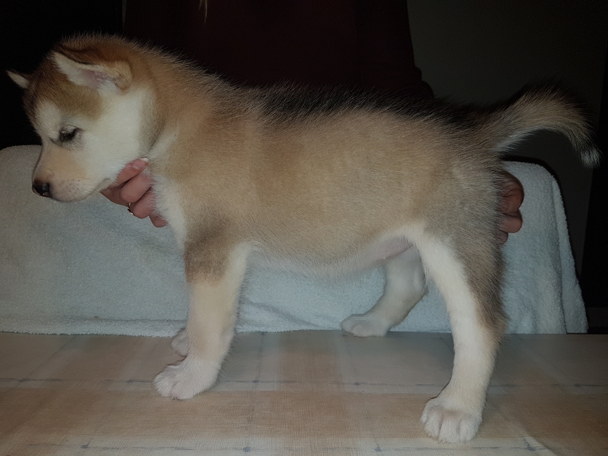 Lightning pige 2 (6 Weeks) (1)