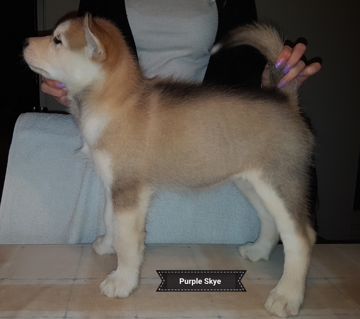 Lightning pige 2 (7 weeks) (1)