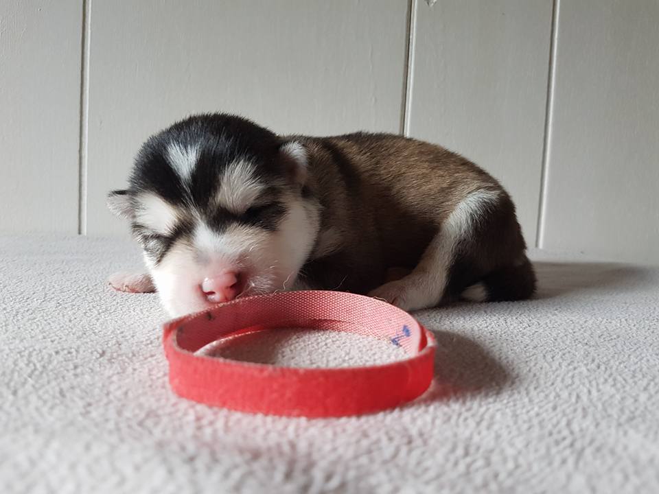 Lightning pige 3 (1week)
