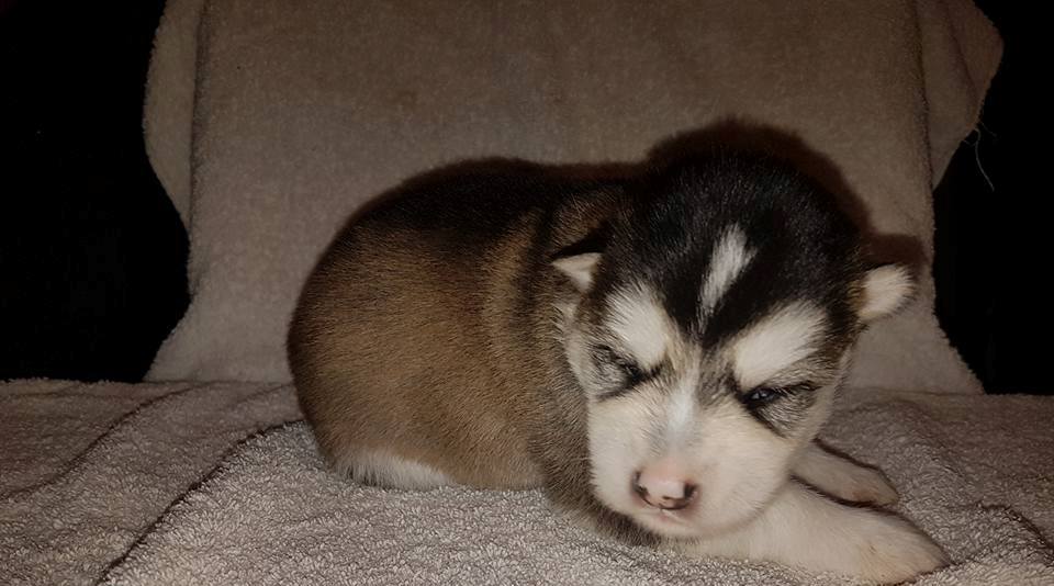 Lightning pige 3 (2weeks)
