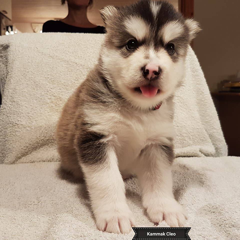 Lightning pige 3 (4weeks)