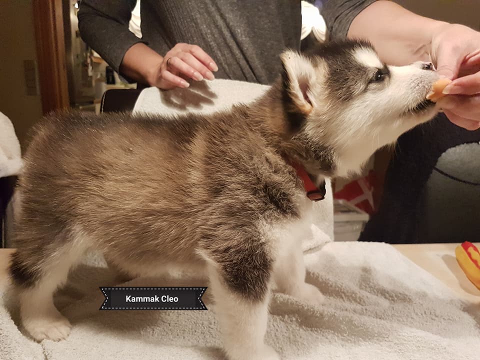 Lightning pige 3 (5weeks)