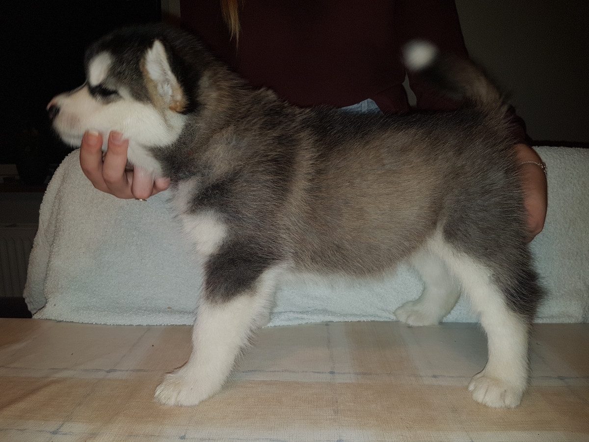 Lightning pige 3 (6 Weeks) (1)