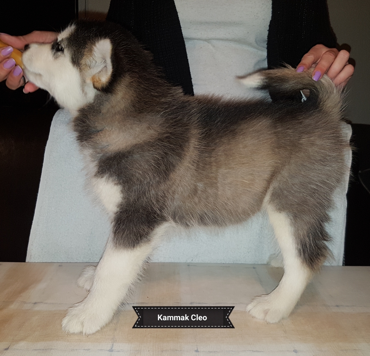 Lightning pige 3 (7 weeks) (1)